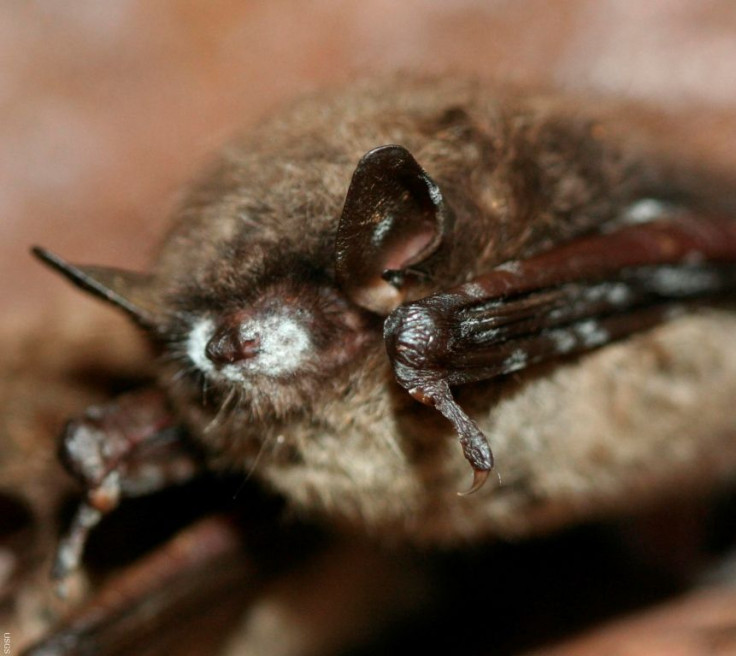 White-nose syndrome in bats