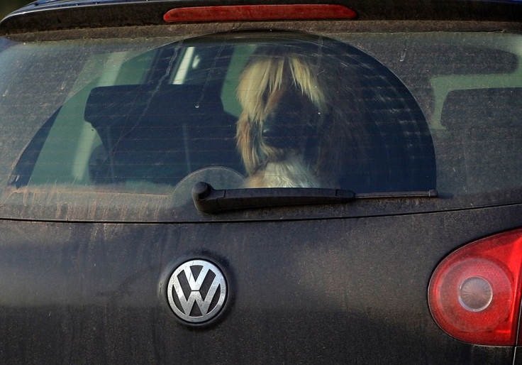 Dog inside a car