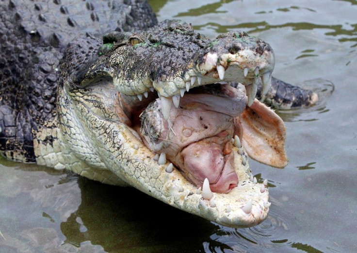 Large crocodile