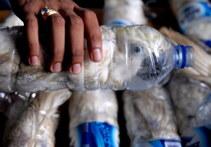 Cockatoo inside plastic bottles