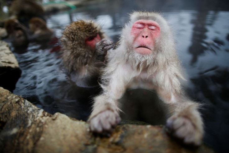 Japanese Macaques