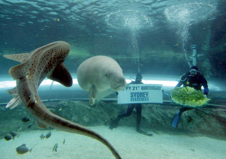 A Leopard Shark (L) swims past divers as they feed lettuce to "Wuru", a four-year-old female Dugong, at the Sydney Aquarium June 4, 2009.