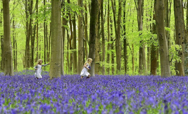 Beech Trees