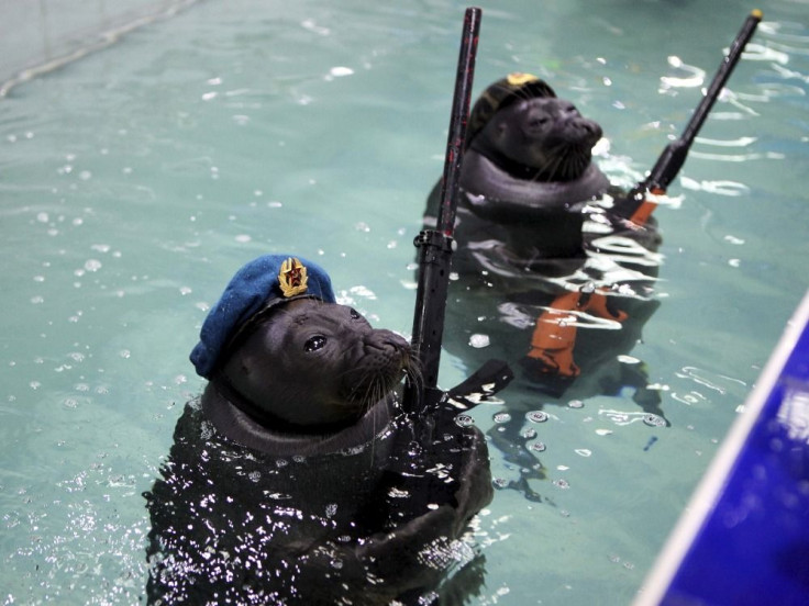 Baikal Seals in Military Outfit