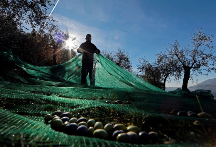 Olive trees