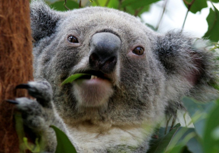 Koala