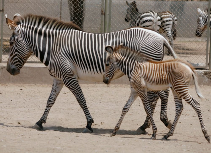 Grevy's Zebra