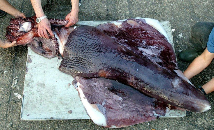 Giant Squid