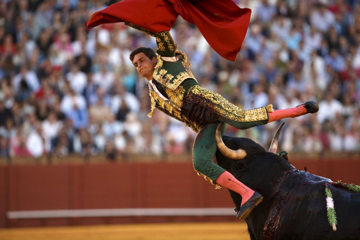 Bullfight