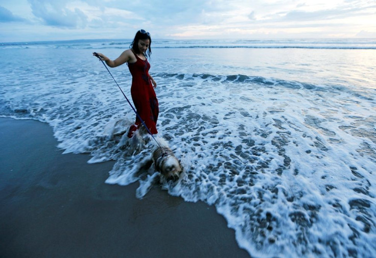 Woman Walks Dog by the Beach