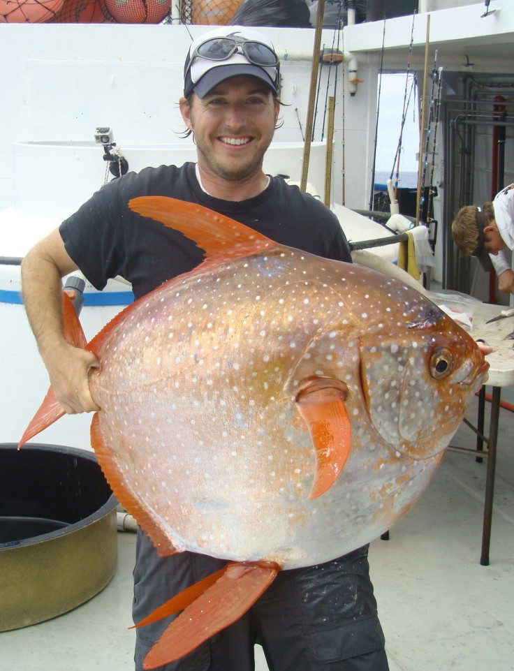 Opah Fish