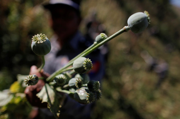 Opium poppy