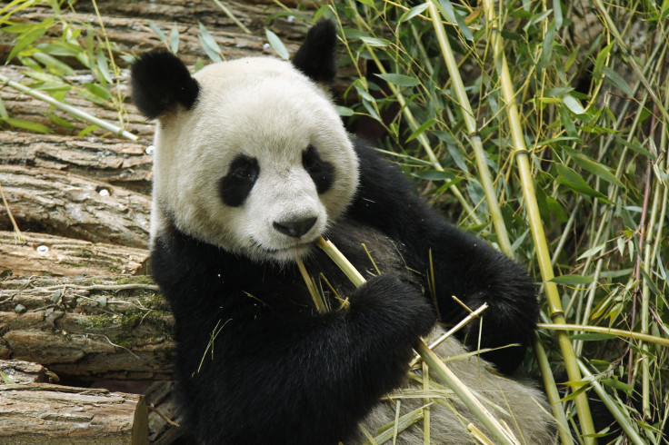 Giant panda