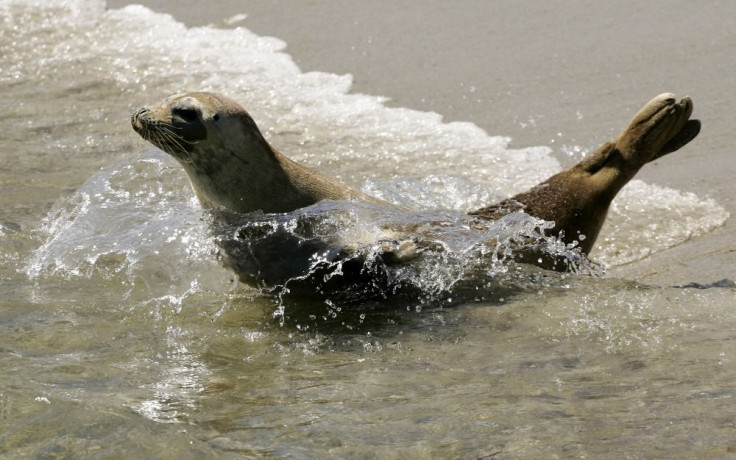 Harbour seal