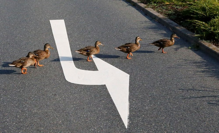 Ducks crossing the street