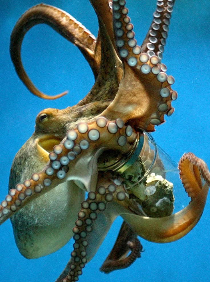 Octopus