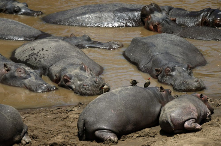 Hippopotamus