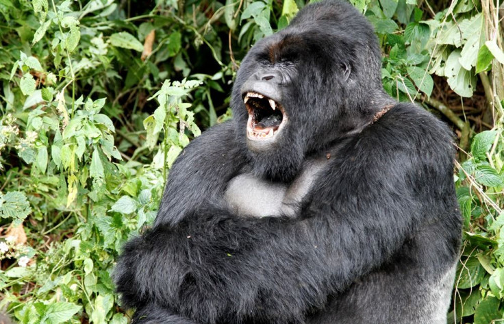 Silverback gorilla