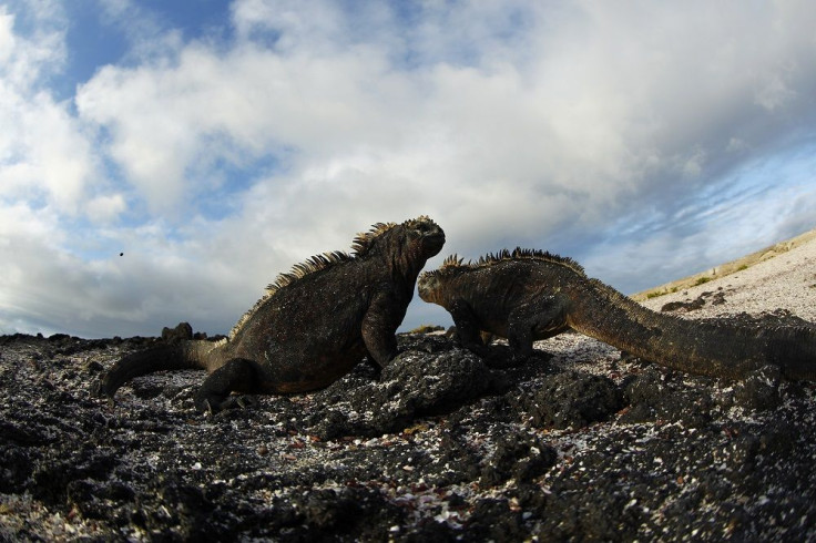 Pink Iguanas