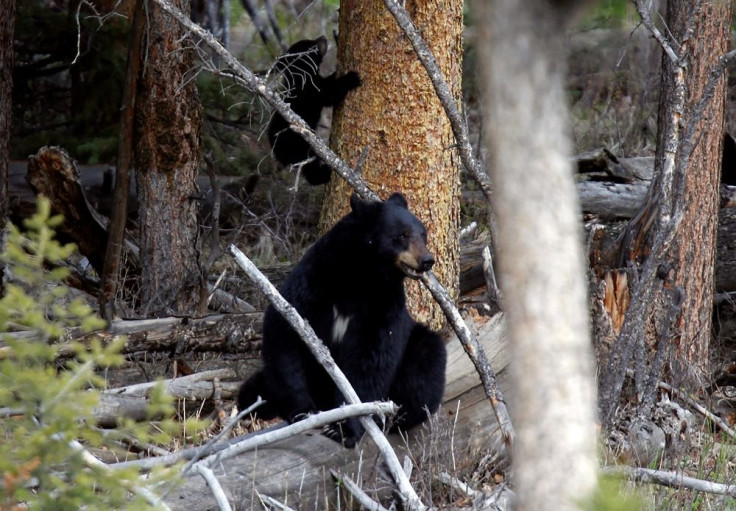 Black bear