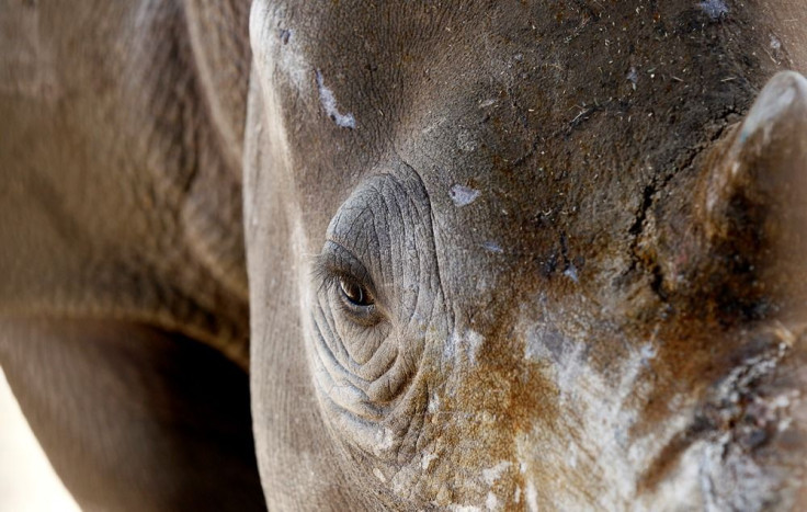 Close-up of a rhino