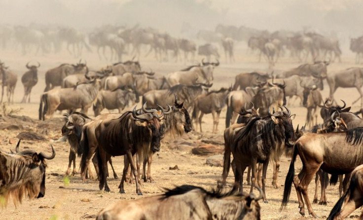 Wildebeest in the Serengeti