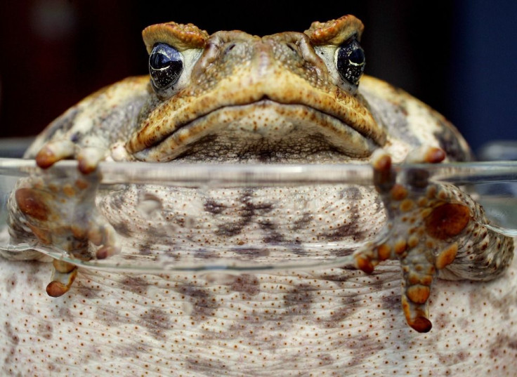 Cane Toad