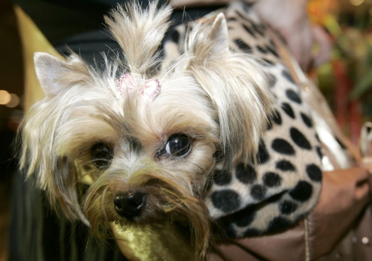 Yorkshire Terrier