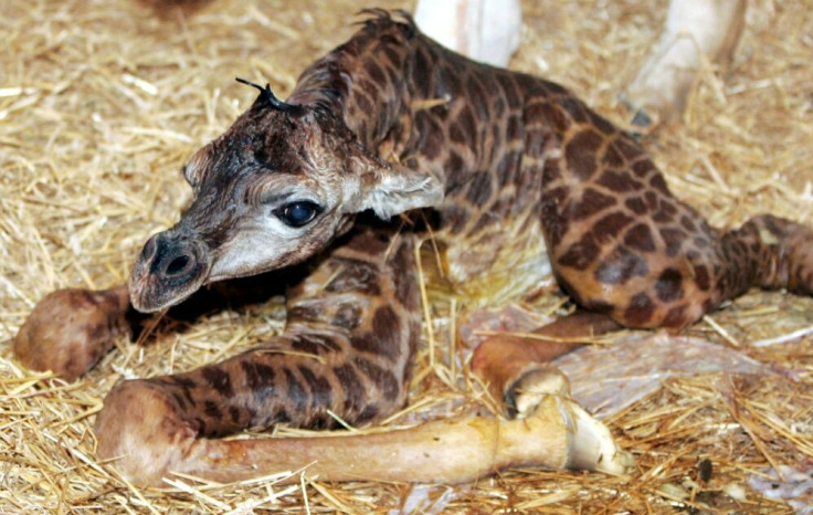 Baby giraffe 