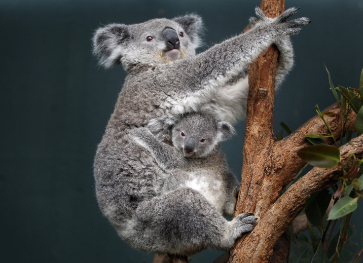 Koala