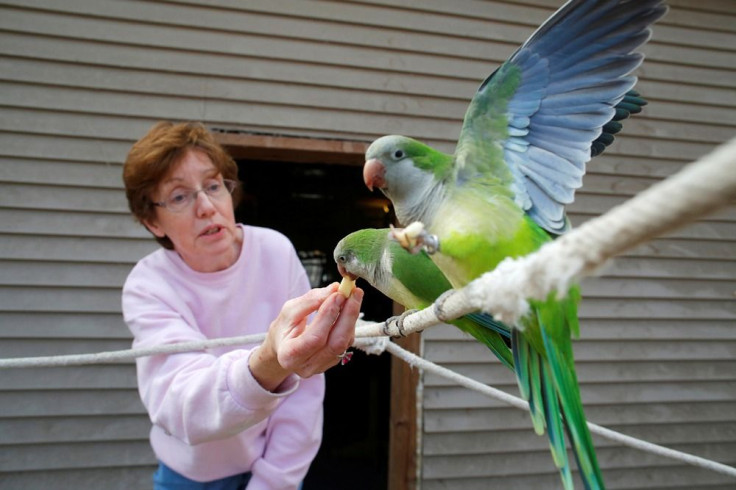 Parrot