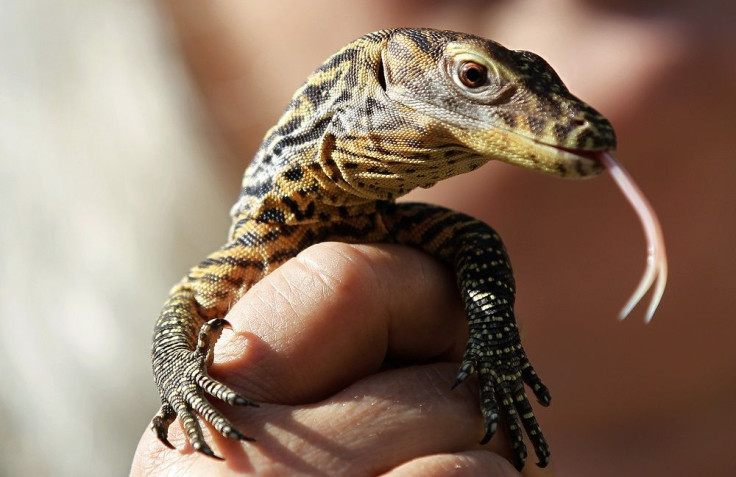 Komodo Dragon