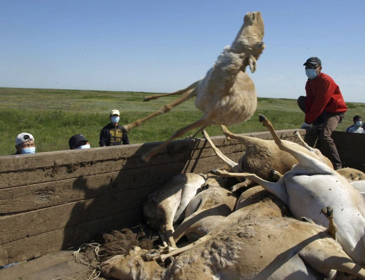 Saiga Antelopes