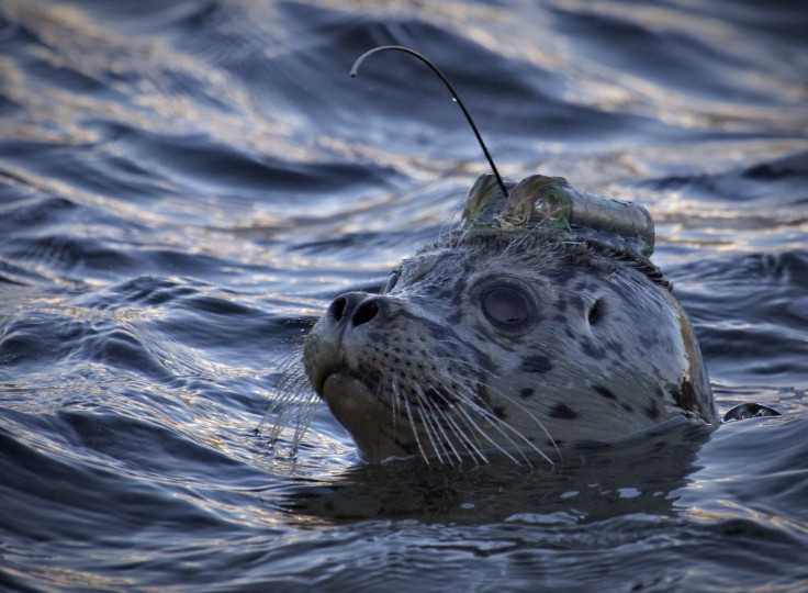 Seal