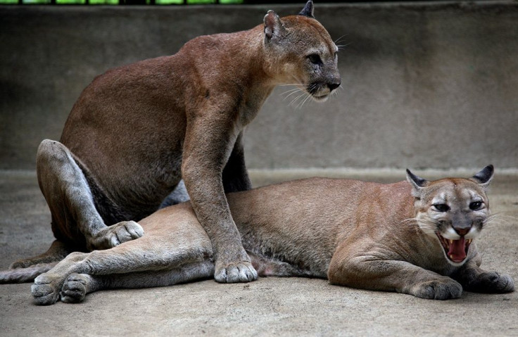 Puma sexual intercourse