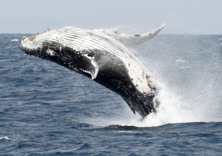 Humpback whale