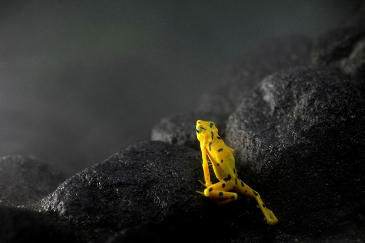 Yellow frog