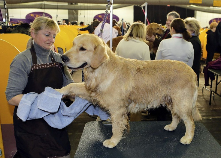 Golden Retriever