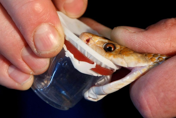 Snake venom