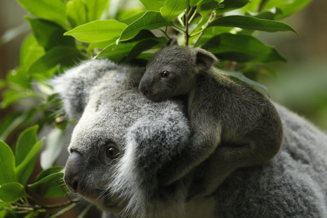 Koala & Joey