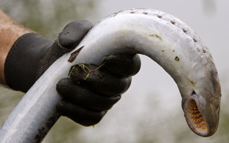 Lamprey