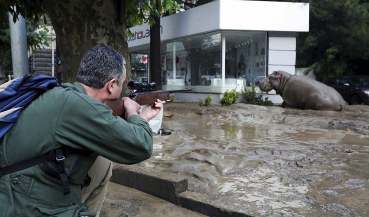 Hippopotamus in flood