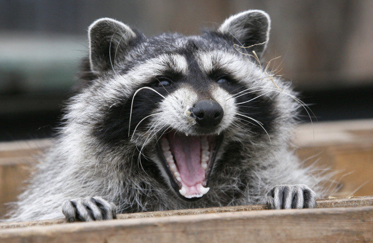 Raccoon