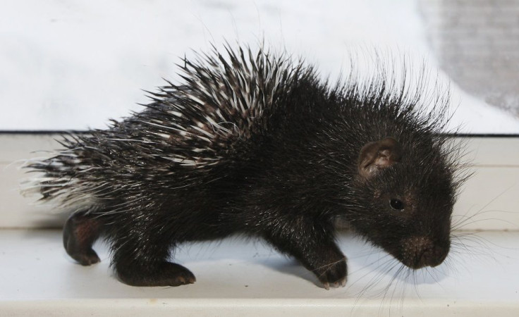 Porcupine