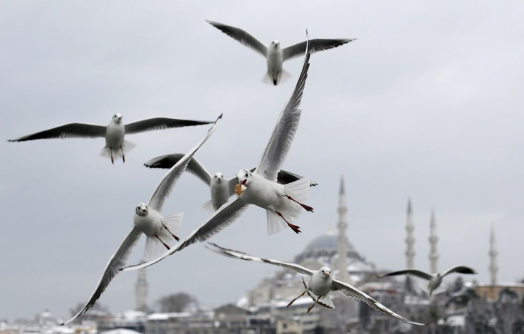 Seagulls