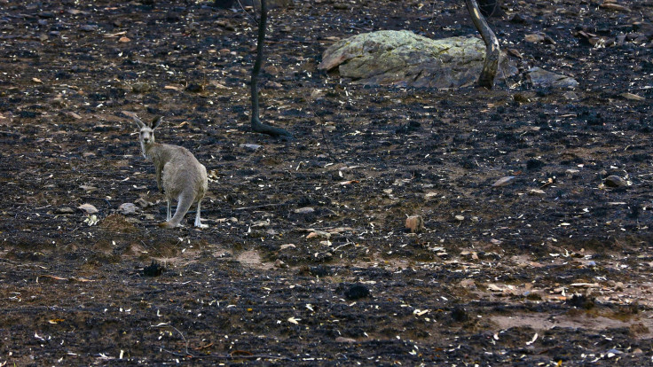 Bushfire affects kangaroo