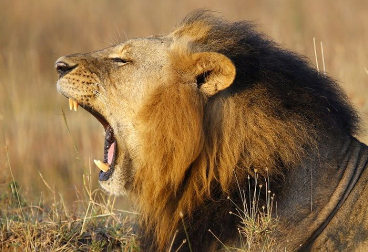 A lions yawns at Nairobi's National Park March 11, 2013. The park is located just 7 km (4 miles) from the Kenya's capital city center. REUTERS/Marko Djurica (KENYA - Tags: ANIMALS ENVIRONMENT) - RTR3EUC0