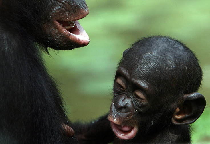 Young bonobo
