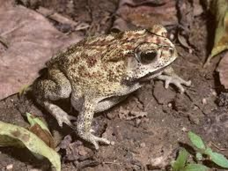 Black-Spined Toad