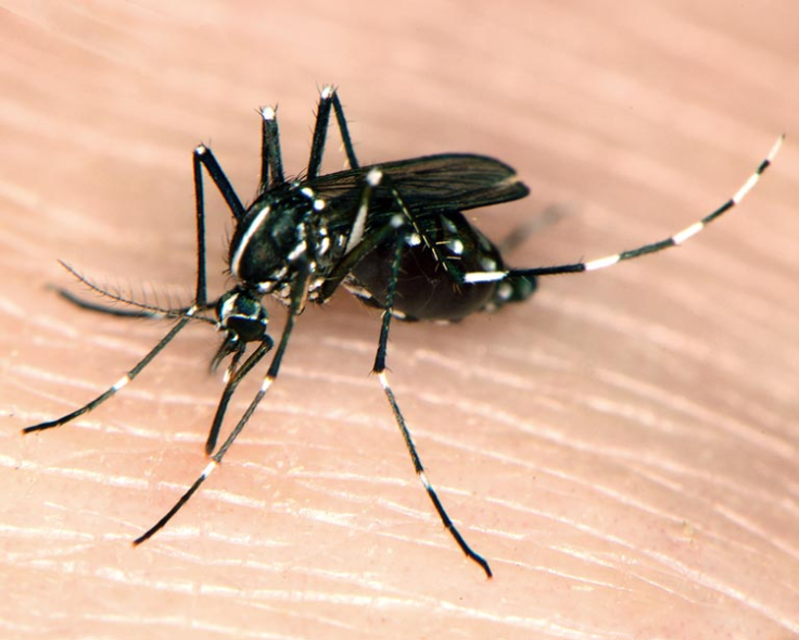 ASIAN TIGER MOSQUITO